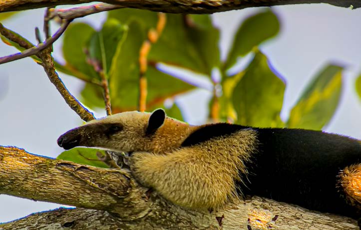 Corcovado by Land experience from Lapa Rios Lodge