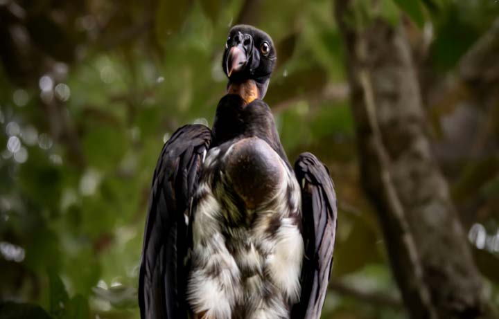 Birdwatching at first light at Lapa Rios Lodge