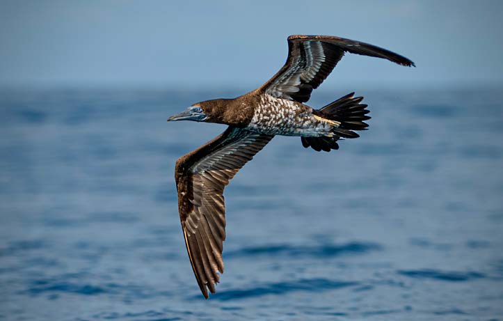 Birdlife in the Lapa Rios rainforest reserve