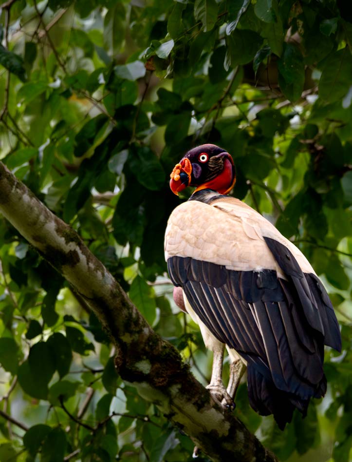 Early morning birdwatching in the Osa Peninsula
