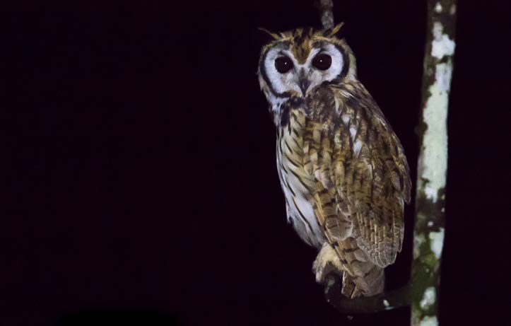 Nocturnal wildlife during the Night Walk at Lapa Rios