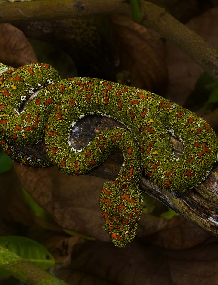 Wildlife in the Osa rainforest after dark