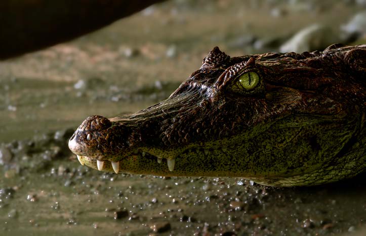 Photography in the Wild experience at Lapa Rios Lodge