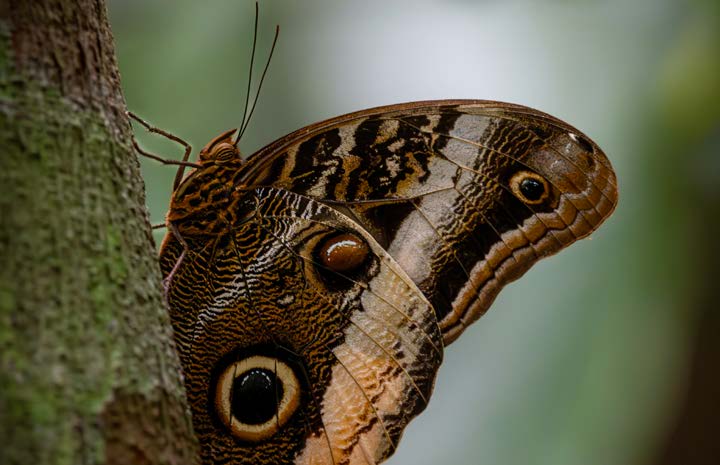 Rainforest photography experience in the Osa Peninsula