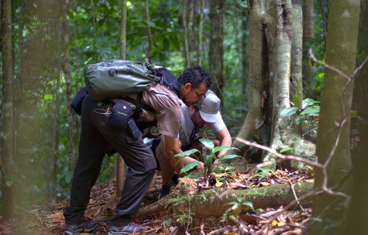 Native tree planting and reforestation at Lapa Rios Lodge