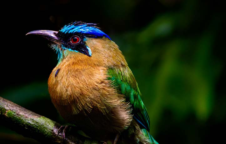 Sunset birdwatching at Lapa Rios Lodge
