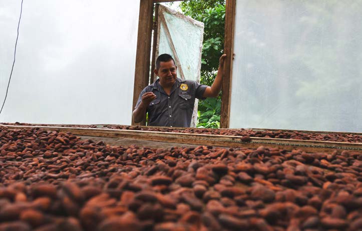 Cacao and local traditions in the Osa Peninsula