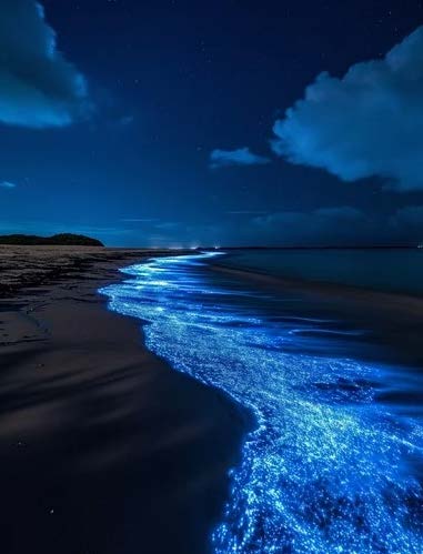 Bioluminescence