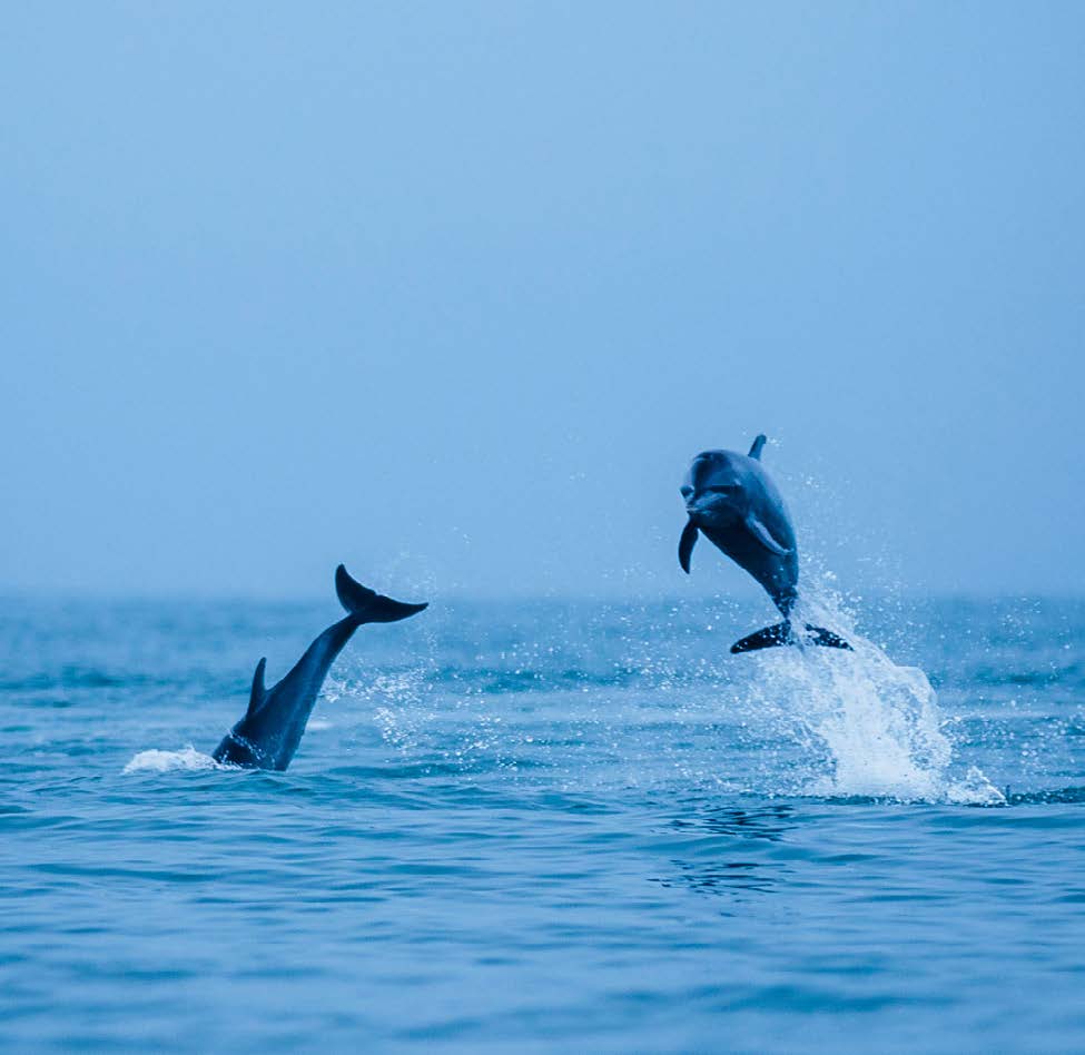 Dolphin and whale watching in the Golfo Dulce
