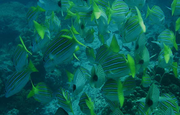 Marine life around Caño Island, Costa Rica