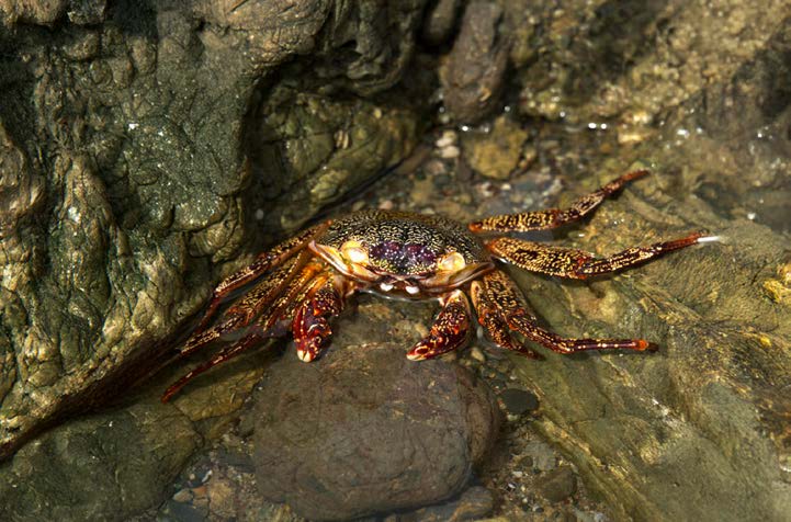Marine life and coastal tidepools of the Osa Peninsula