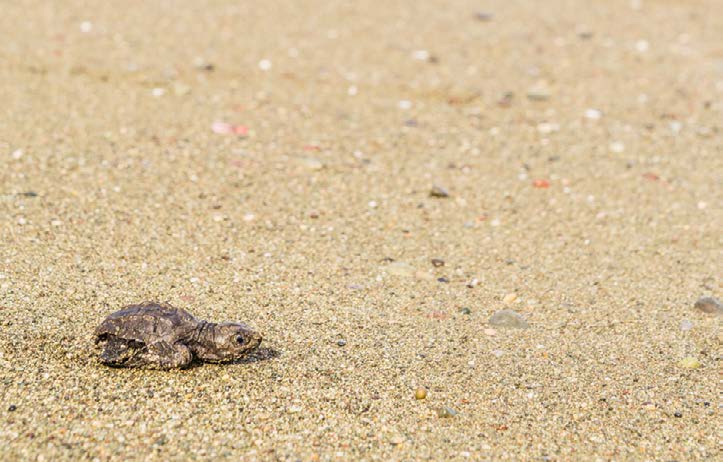 Turtle Nesting Patrol