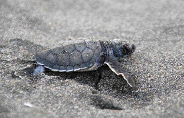 Sea turtle release on the Pacific coast of Costa Rica